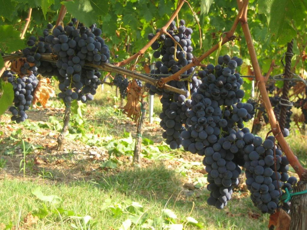 Fattoria Di Rignana Winery Bnb Greve in Chianti Dış mekan fotoğraf
